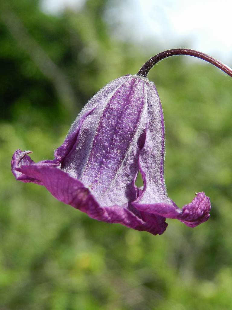 Lido di Venezia: Clematis viticella